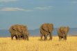 LAKE ELEMENTAITA – MAASAI MARA